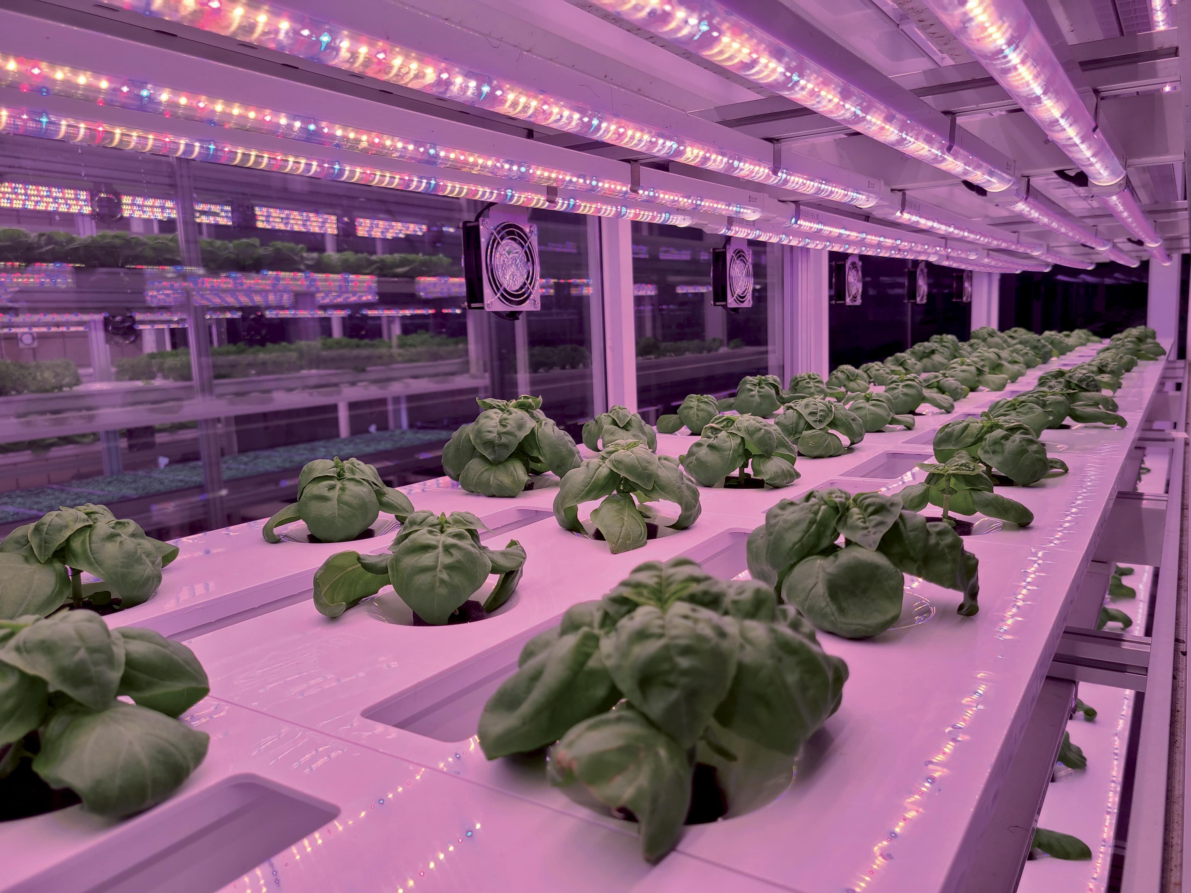Más información sobre nuestro enfoque de Vertical Farming