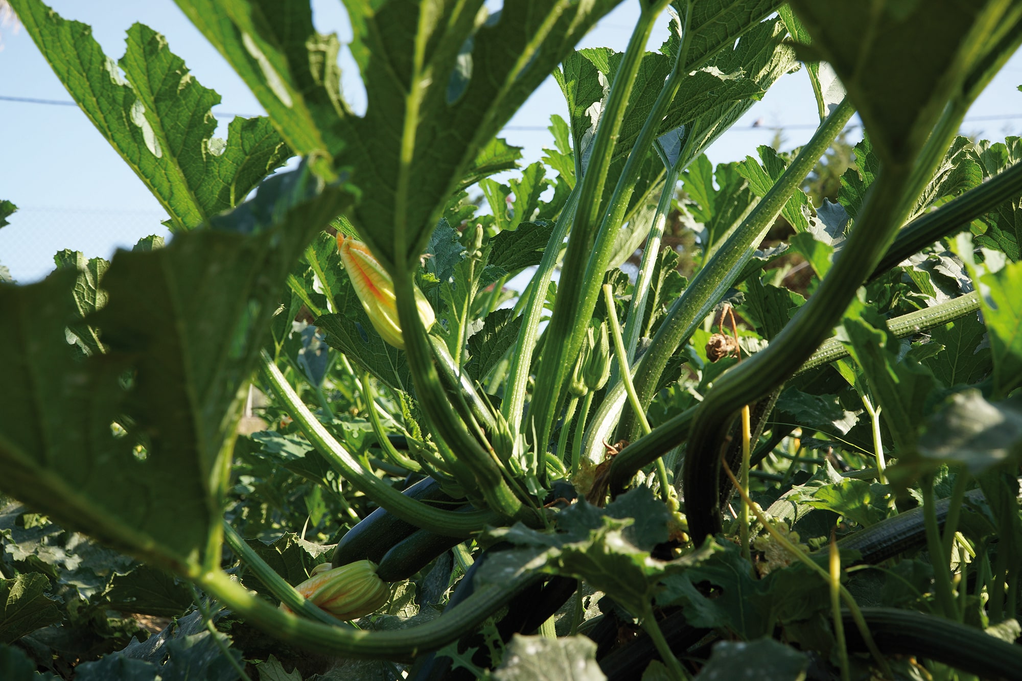Calabacines: ¡un cultivo importante en España, que se exporta principalmente a Europa!