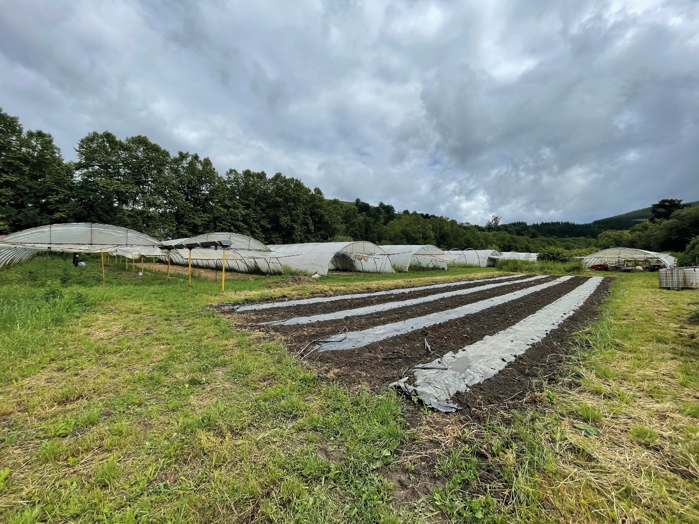 ENSAYO DEMOSTRATIVO DE VARIEDADES HORTÍCOLAS VOLTZ MARAÎCHAGE EN PRODUCCION ECOLÓGICA