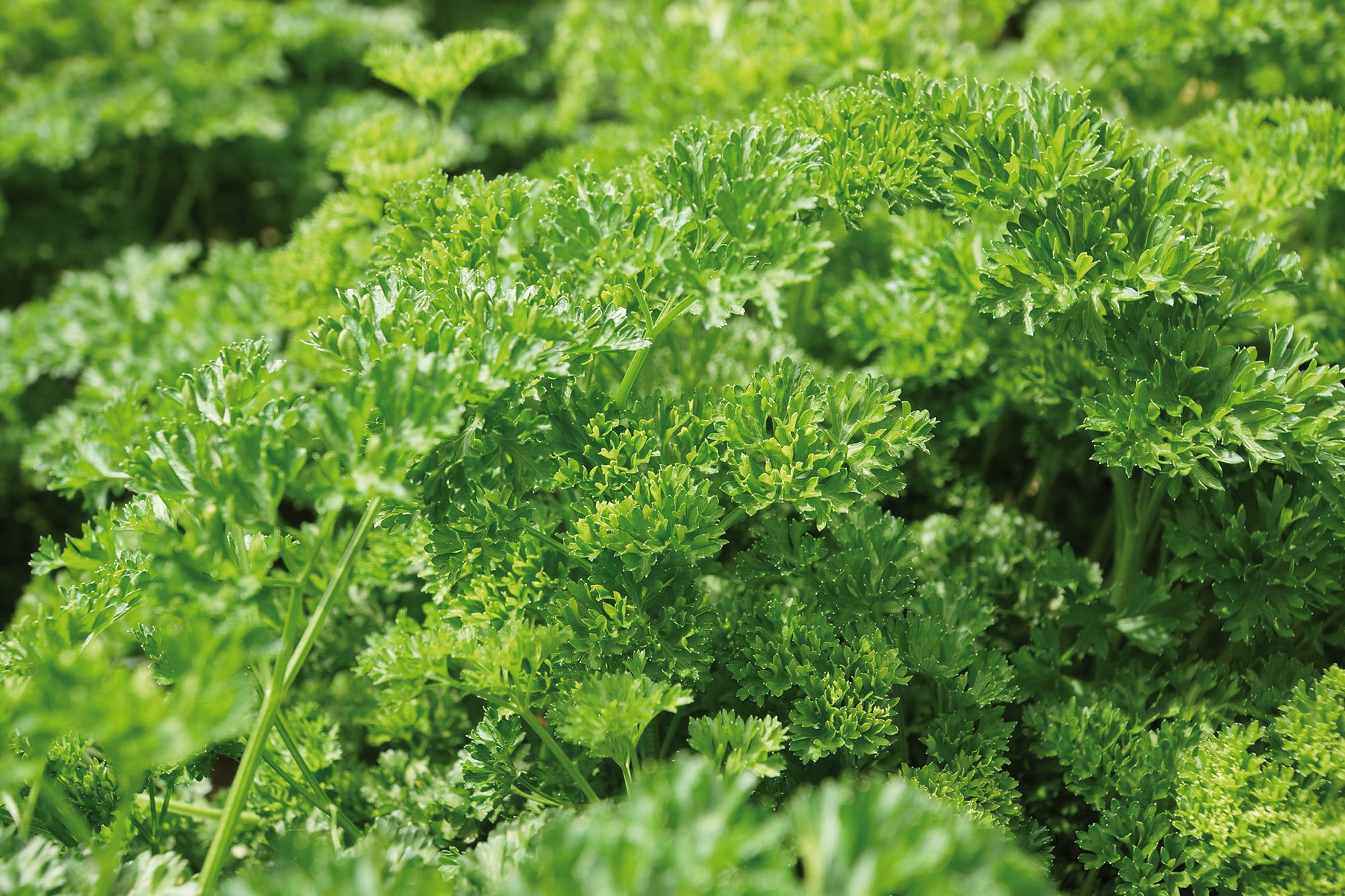Perejil: una especie emblemática en la categoría de hierbas aromáticas