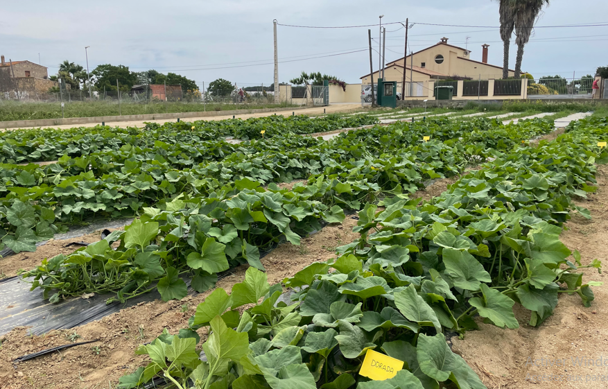 ENSAYO DEMOSTRATIVO DE VARIEDADES HORTÍCOLAS VOLTZ MARAîCHAGE EN CONDICIONES REALES DE CULTIVO