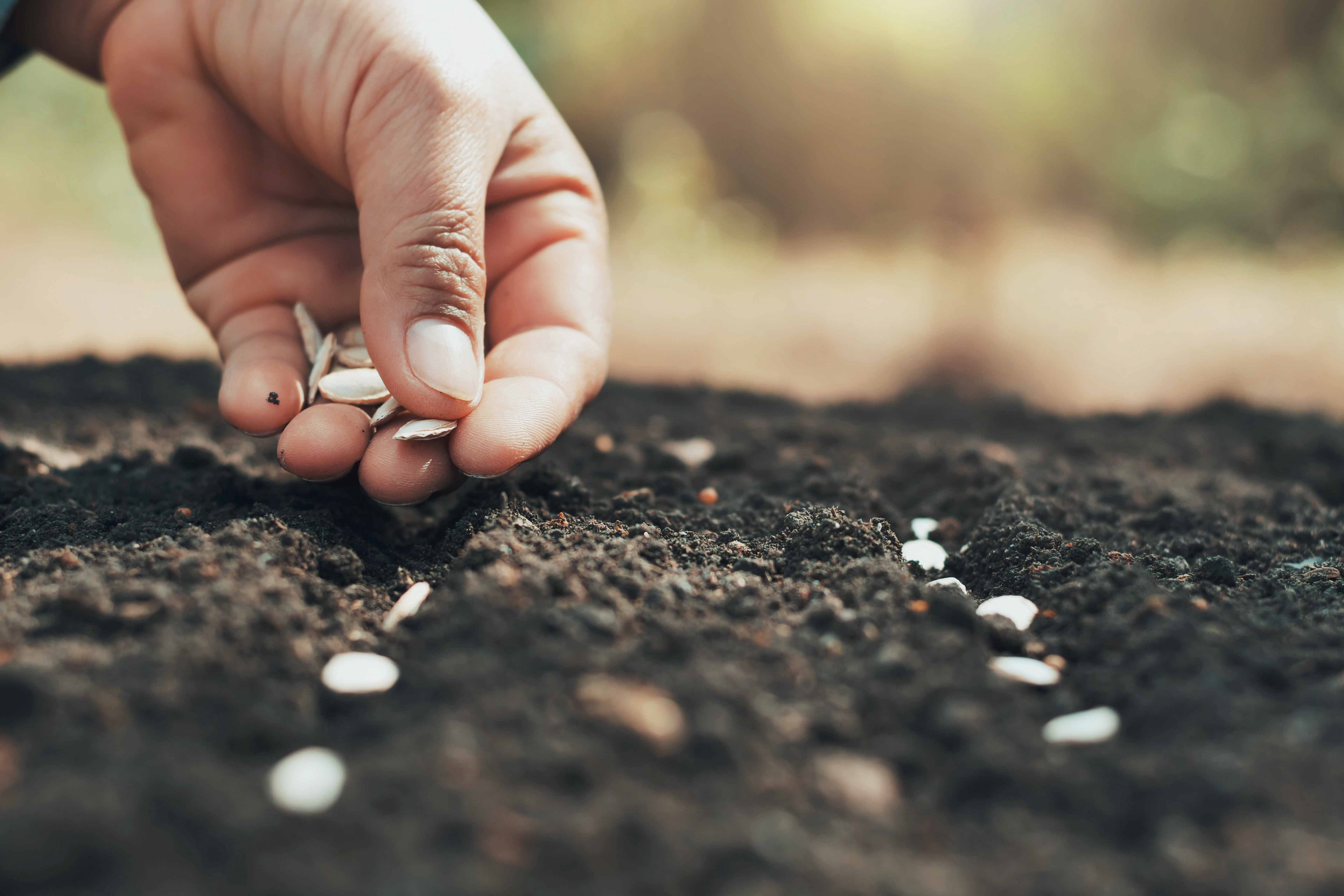 Todo lo que necesita saber sobre el cultivo de las principales hortalizas