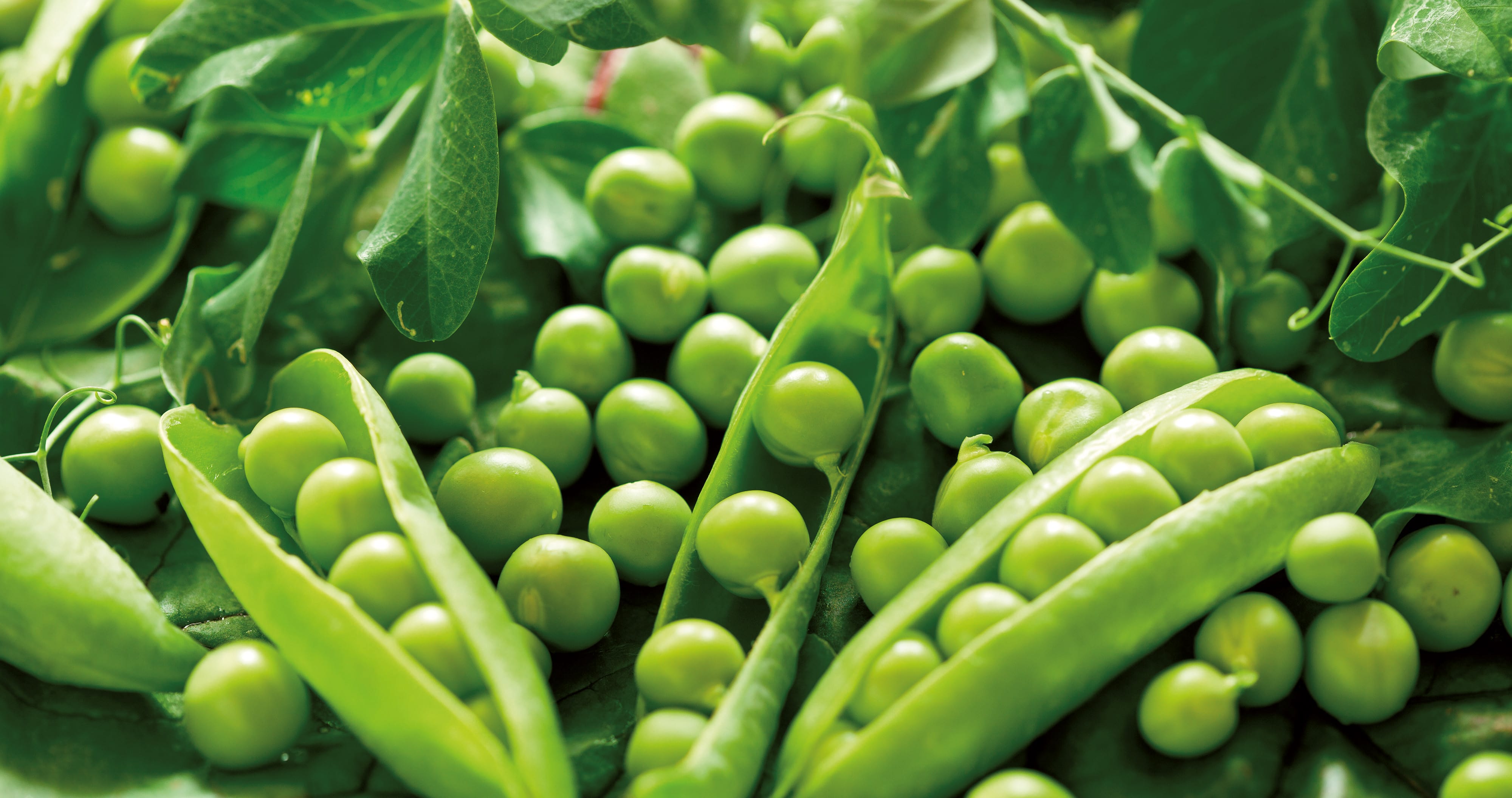 Guisantes, pequeñas perlas verdes en largas vainas
