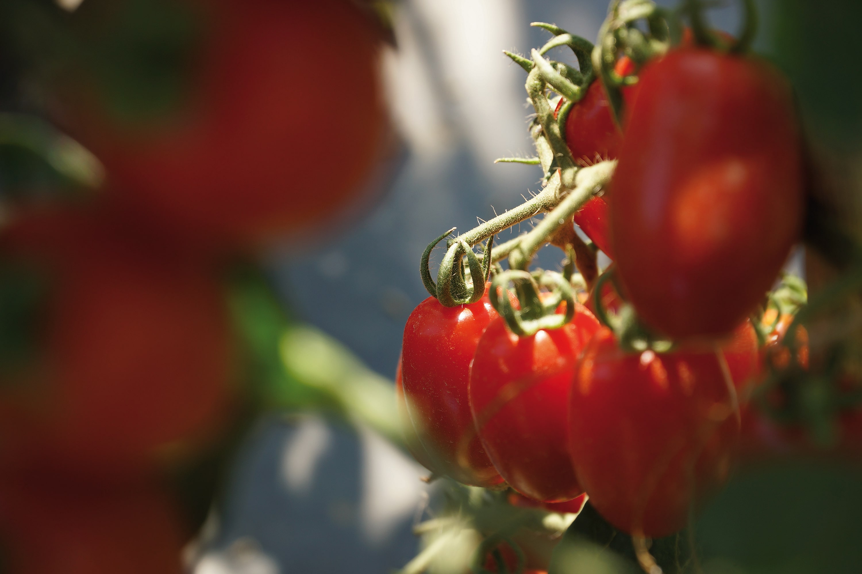 El tomate: ¡la primera hortaliza consumida en el mundo!