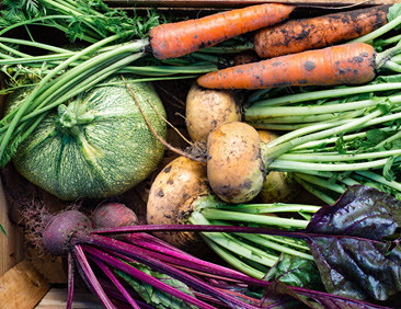 Semillas convencionales