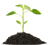 planta-cuadrado